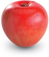 Learning Resources educatief speelgoed - Magnetische appel breuken leren rekenen-2