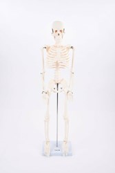 TickiT Tickit Half-Scale Skeleton